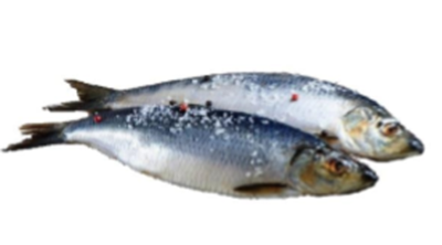 Picture of IRBE - Slightly salted herring in pail, fish weight 7kg (2.14£/kg)